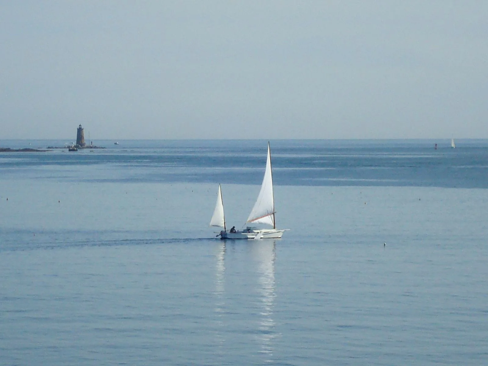 Black Skimmer (#294)